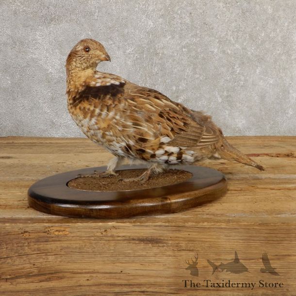 Ruffed Grouse Bird Mount For Sale #20772 @ The Taxidermy Store