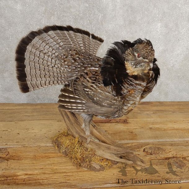 Ruffed Grouse Bird Mount For Sale #21005 @ The Taxidermy Store
