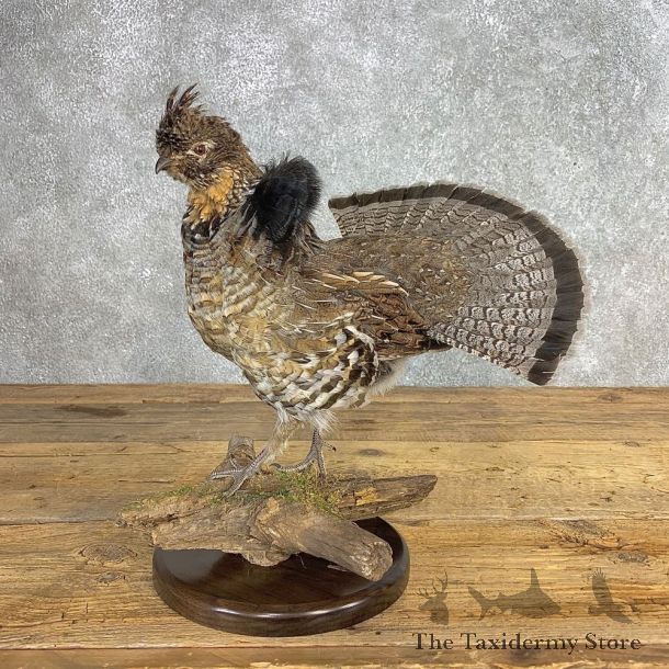 Ruffed Grouse Bird Mount For Sale #21241 @ The Taxidermy Store