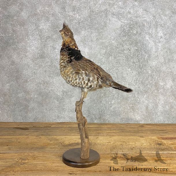 Ruffed Grouse Bird Mount For Sale #21242 @ The Taxidermy Store