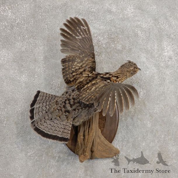 Ruffed Grouse Bird Mount For Sale #21263 @ The Taxidermy Store