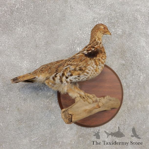 Ruffed Grouse Bird Mount For Sale #21264 @ The Taxidermy Store