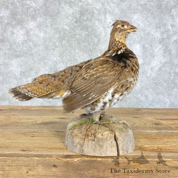 Ruffed Grouse Bird Mount For Sale #21396 @ The Taxidermy Store
