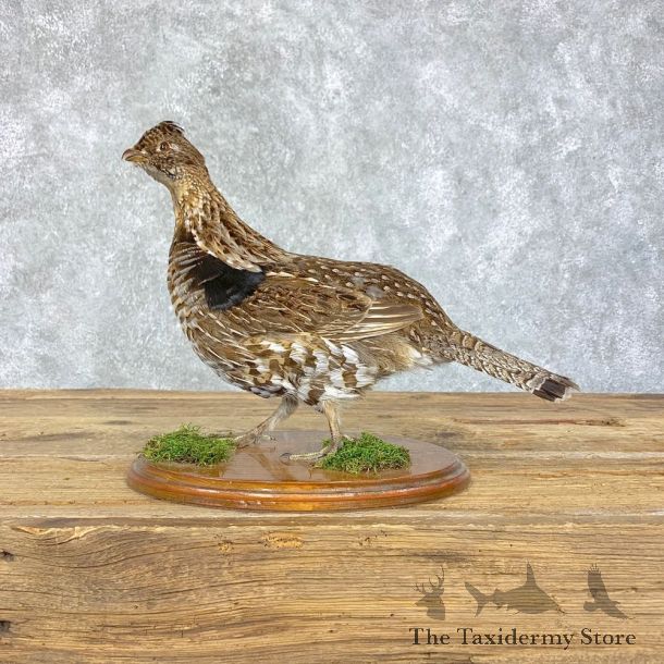 Ruffed Grouse Bird Mount For Sale #21397 @ The Taxidermy Store