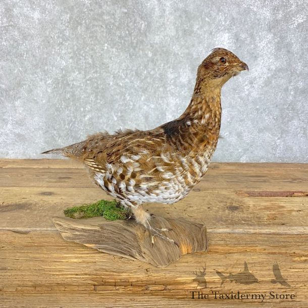 Ruffed Grouse Bird Mount For Sale #21398 @ The Taxidermy Store