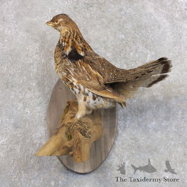 Ruffed Grouse Bird Mount For Sale #22290 @ The Taxidermy Store