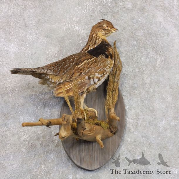 Ruffed Grouse Bird Mount For Sale #22291 @ The Taxidermy Store