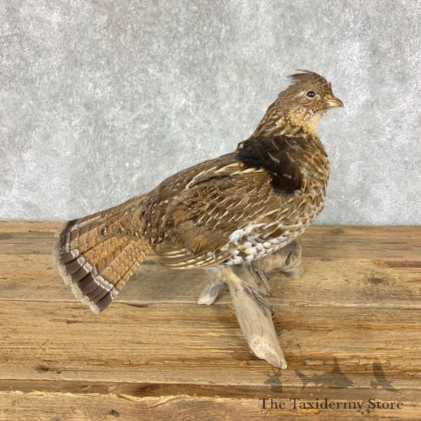 Ruffed Grouse Bird Mount For Sale #22327 @ The Taxidermy Store