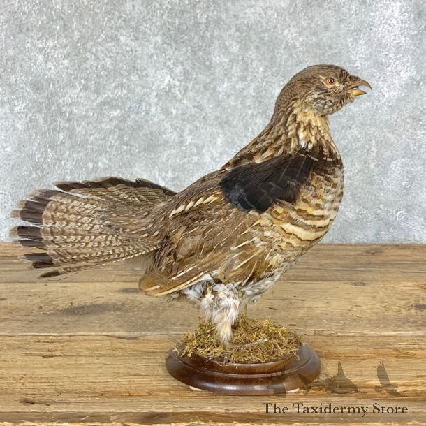 Ruffed Grouse Bird Mount For Sale #22328 @ The Taxidermy Store