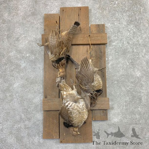Ruffed Grouse Bird Mount For Sale #22564 @ The Taxidermy Store