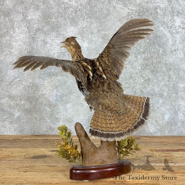 Ruffed Grouse Bird Mount For Sale #22820 @ The Taxidermy Store