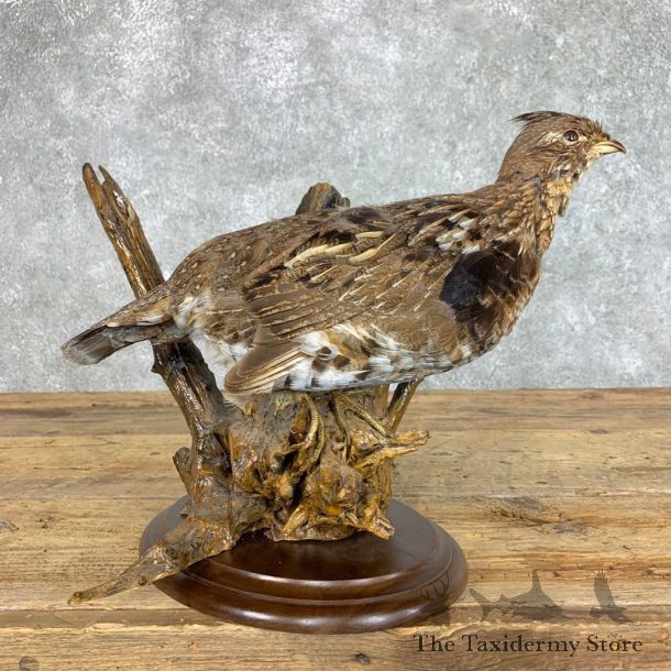 Ruffed Grouse Bird Mount For Sale #22821 @ The Taxidermy Store