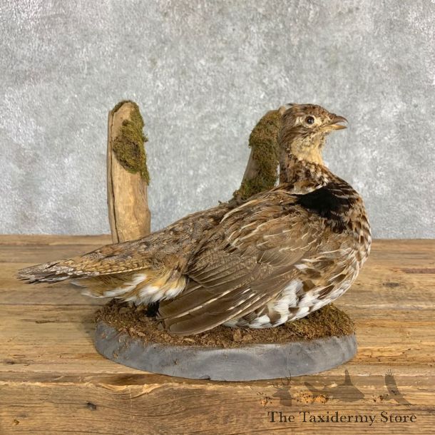 Ruffed Grouse Bird Mount For Sale #22842 @ The Taxidermy Store