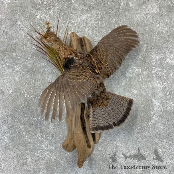 Ruffed Grouse Bird Mount For Sale #23532 @ The Taxidermy Store
