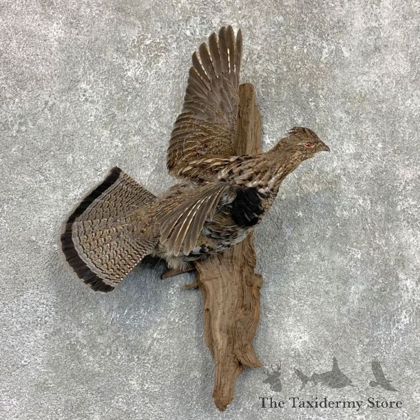 Ruffed Grouse Bird Mount For Sale #23533 @ The Taxidermy Store