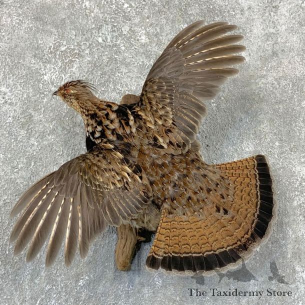 Ruffed Grouse Bird Mount For Sale #23534 @ The Taxidermy Store