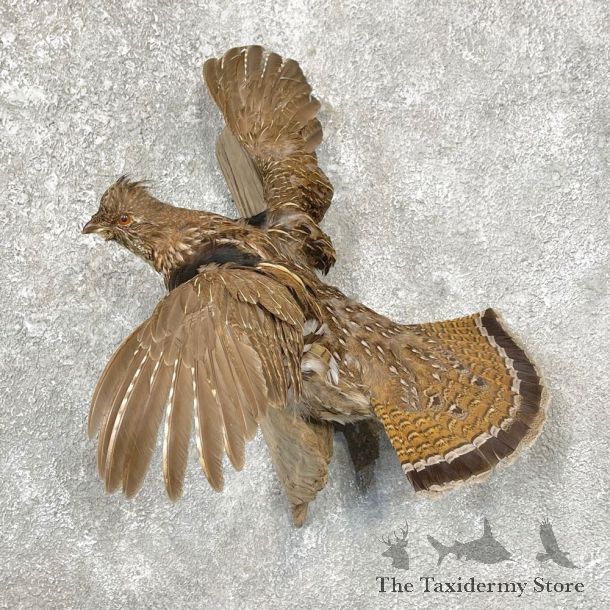 Ruffed Grouse Bird Mount For Sale #24787 @ The Taxidermy Store