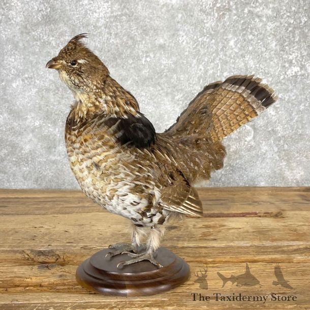 Ruffed Grouse Bird Mount For Sale #25055 @ The Taxidermy Store