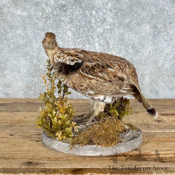 Ruffed Grouse Bird Mount For Sale #25547 @ The Taxidermy Store