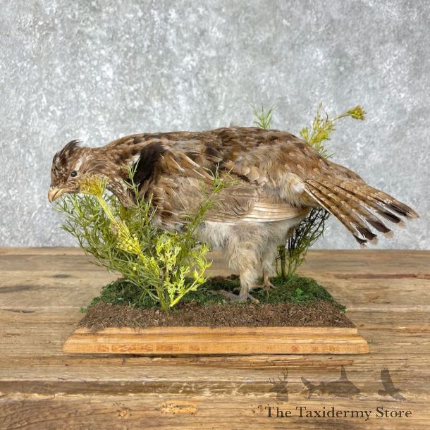 Ruffed Grouse Bird Mount For Sale #25548 @ The Taxidermy Store
