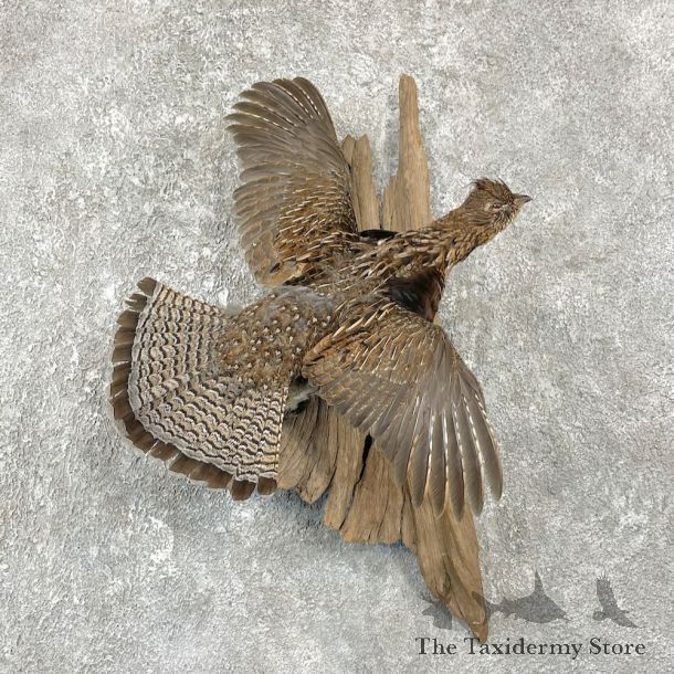 Ruffed Grouse Bird Mount For Sale #25939 @ The Taxidermy Store