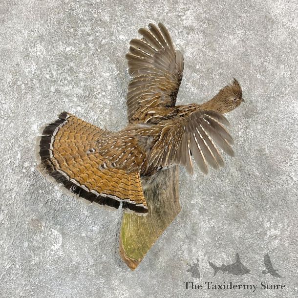 Ruffed Grouse Bird Mount For Sale #25940 @ The Taxidermy Store
