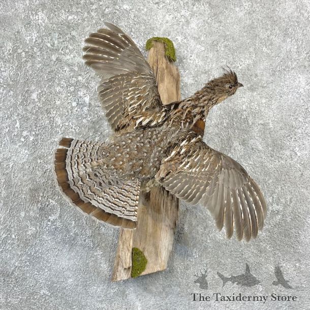 Ruffed Grouse Bird Mount For Sale #25941 @ The Taxidermy Store