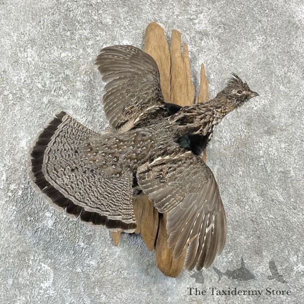 Ruffed Grouse Bird Mount For Sale #25942 @ The Taxidermy Store