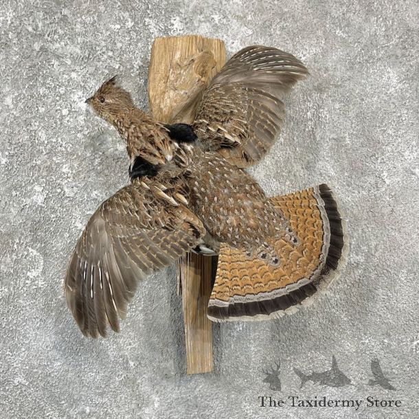 Ruffed Grouse Bird Mount For Sale #25943 @ The Taxidermy Store