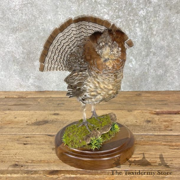 Ruffed Grouse Bird Mount For Sale #25966 @ The Taxidermy Store