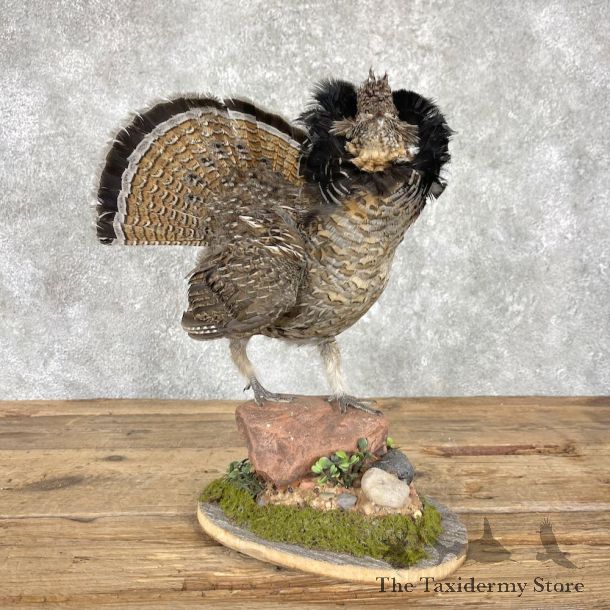 Ruffed Grouse Bird Mount For Sale #25967 @ The Taxidermy Store