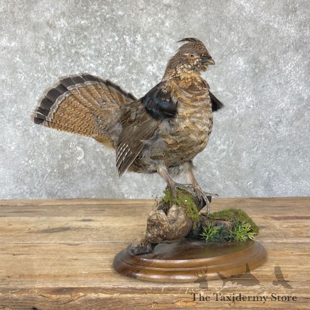 Ruffed Grouse Bird Mount For Sale #26353 @ The Taxidermy Store