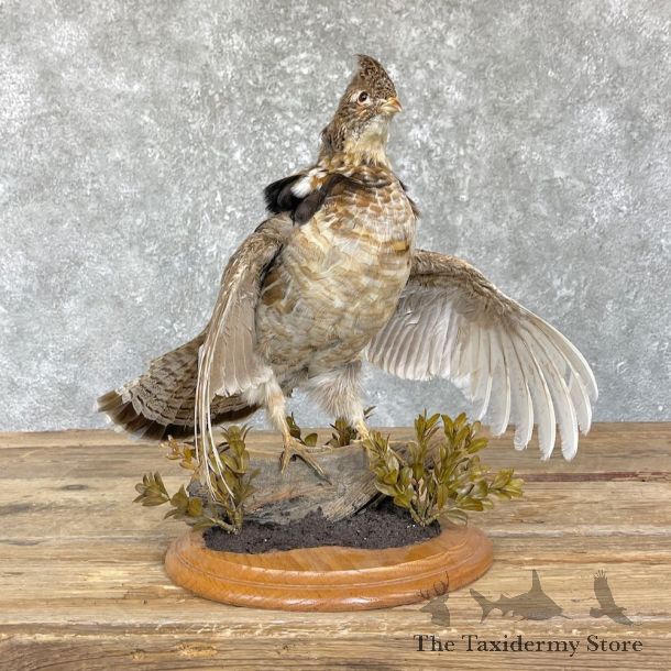 Ruffed Grouse Bird Mount For Sale #26463 - The Taxidermy Store