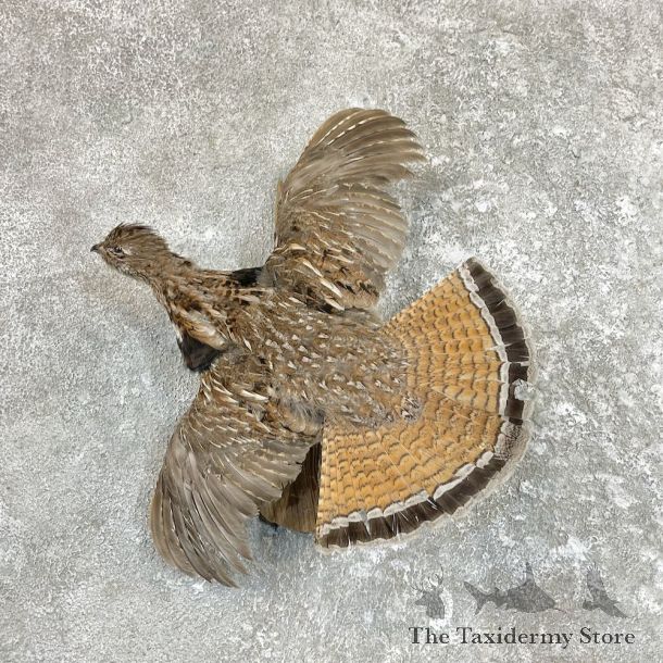 Ruffed Grouse Bird Mount For Sale #26572 @ The Taxidermy Store