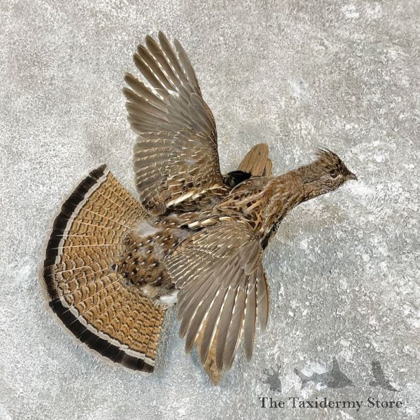Ruffed Grouse Bird Mount For Sale #26573 @ The Taxidermy Store