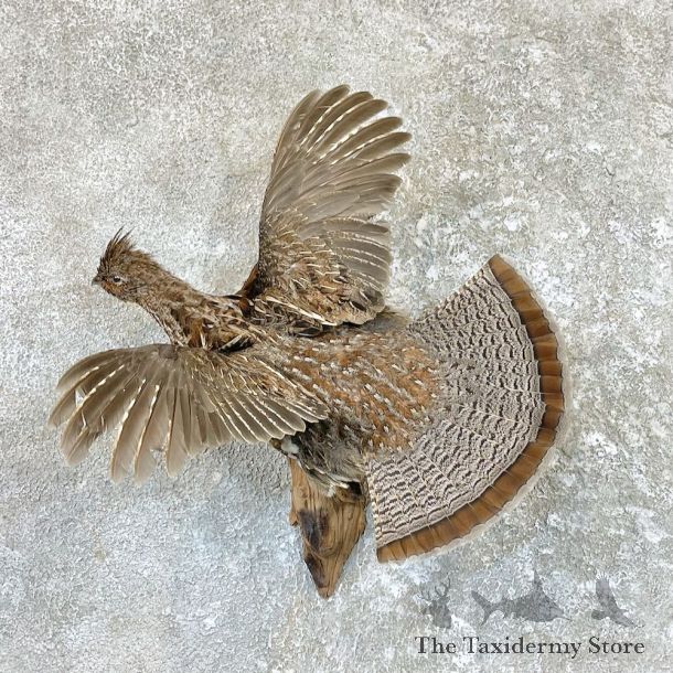 Ruffed Grouse Bird Mount For Sale #26575 @ The Taxidermy Store