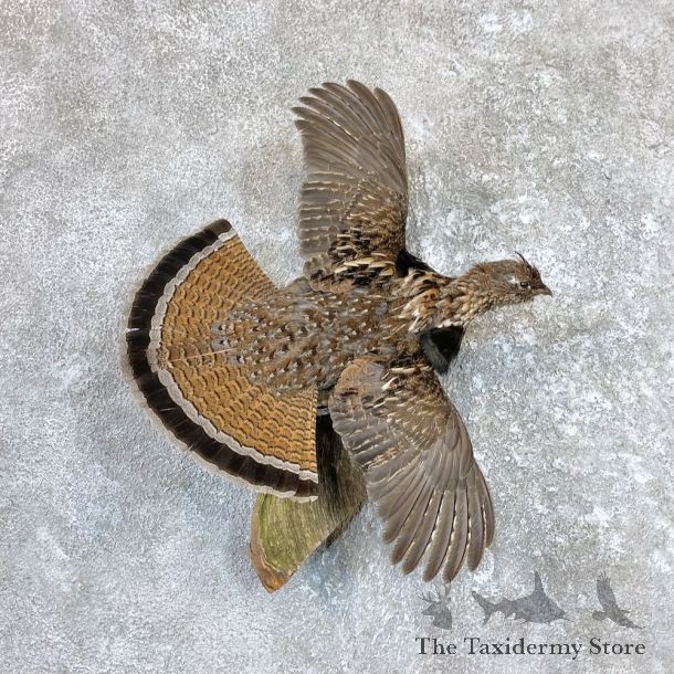 Ruffed Grouse Bird Mount For Sale #26576 @ The Taxidermy Store