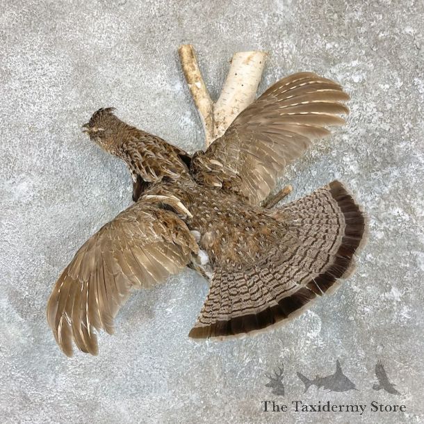 Ruffed Grouse Bird Mount For Sale #26577 @ The Taxidermy Store