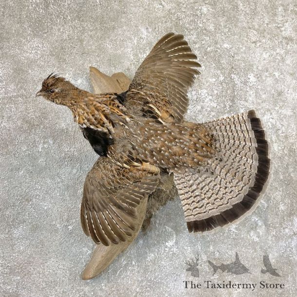 Ruffed Grouse Bird Mount For Sale #26579 @ The Taxidermy Store