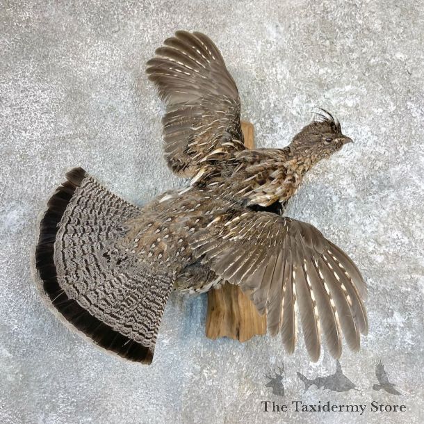 Ruffed Grouse Bird Mount For Sale #26580 @ The Taxidermy Store