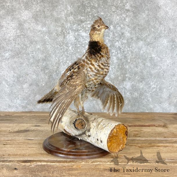 Ruffed Grouse Bird Mount For Sale #26665 @ The Taxidermy Store