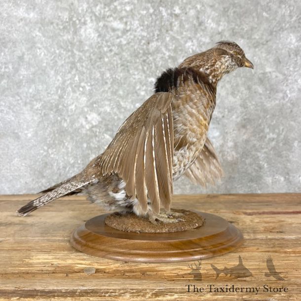 Ruffed Grouse Bird Mount For Sale #27193 - The Taxidermy Store