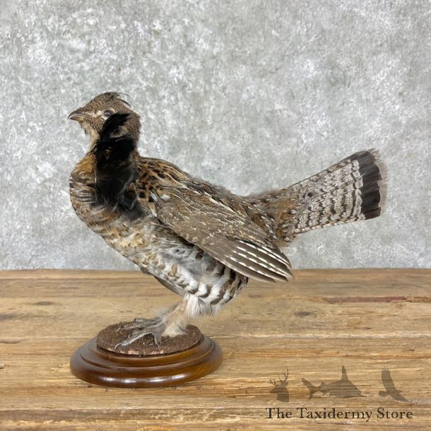 Ruffed Grouse Bird Mount For Sale #27211 - The Taxidermy Store