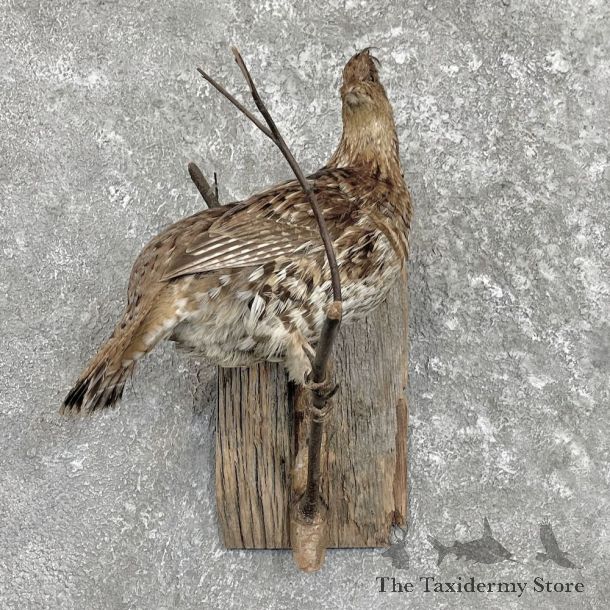Ruffed Grouse Bird Mount For Sale #27319 @ The Taxidermy Store