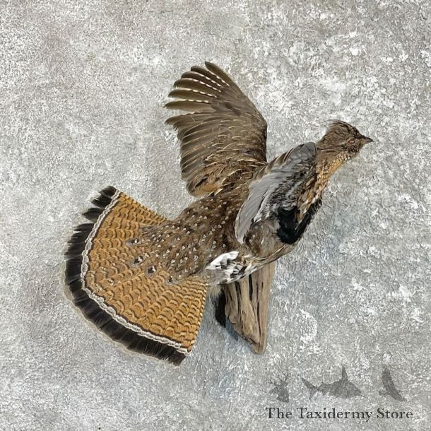 Ruffed Grouse Bird Mount For Sale #27480 @ The Taxidermy Store