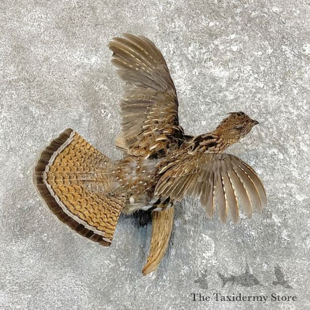 Ruffed Grouse Bird Mount For Sale #27481 @ The Taxidermy Store