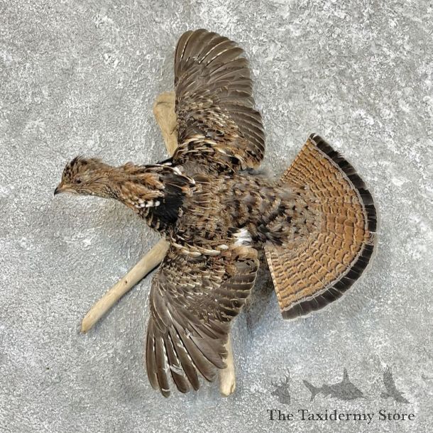 Ruffed Grouse Bird Mount For Sale #27482 @ The Taxidermy Store