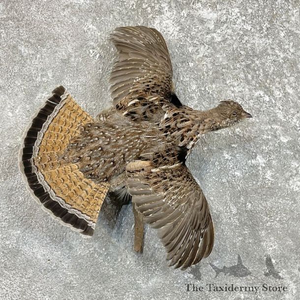 Ruffed Grouse Bird Mount For Sale #27484 @ The Taxidermy Store