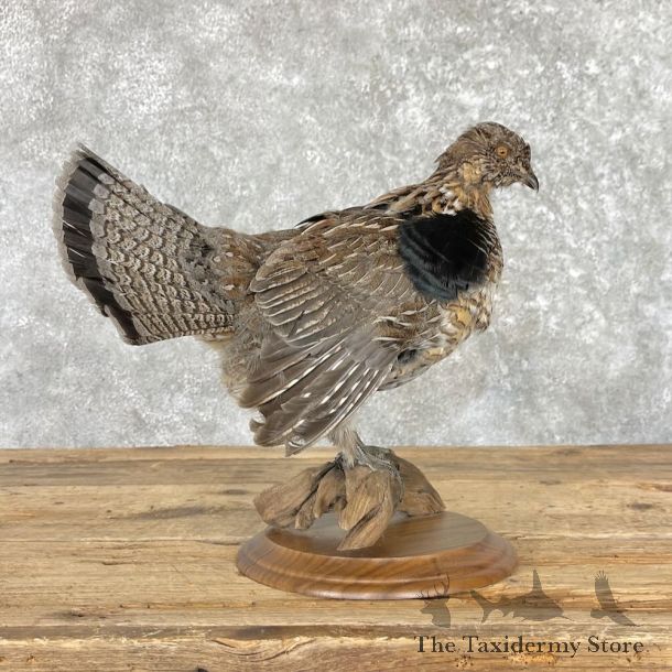 Ruffed Grouse Bird Mount For Sale #27570 @ The Taxidermy Store