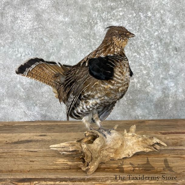 Ruffed Grouse Bird Mount For Sale #27571 @ The Taxidermy Store